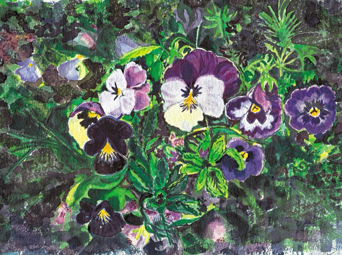 Watercolor of purple and white pansies in a garden bed by Jean Richards